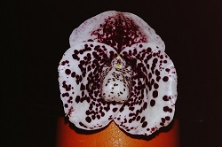 Paph.bellatulum ‘Suigen_Ken’