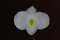 Paph.delenatii f. album ‘Yorozu’