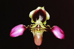 Paph.esquirolei ‘Kashiwa’