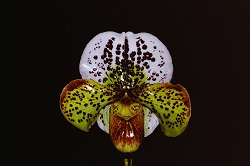 Paph.Flight Jack ‘Time Machine’