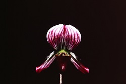 Paph.callosum var. thailandense  ‘Big Stone’