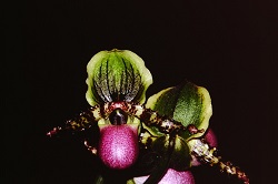 Paph.chamberlainianum ‘Big Stone’