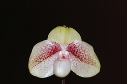 Paph.Karl Ploberger ‘Kashiwa’