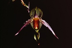 Paph.Joanna Burkhardt ‘Kagamino’