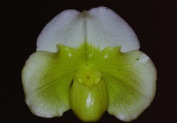 Paph.White Shadow ‘Pure White’