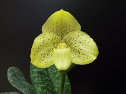 Paph.concolor ‘Oka’