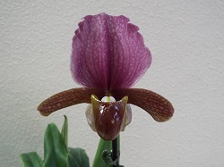 Paph.charlesworthii