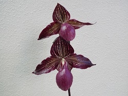 Paph.Gloria Nougle 'perfection'