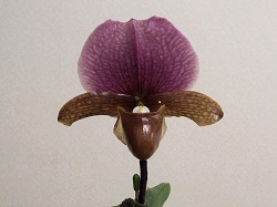 Paph.charlesworthii 'Yorozu'