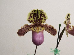 Paph.paph.henryanum'Yorozu-2'