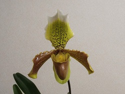 Paph.insigne'Knob's Orange'