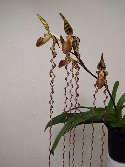 Paph.sanderianum'Shim-Yi' SM/TPS