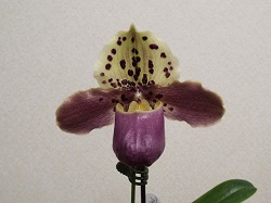 Paph.henryanum'Kashiwa'