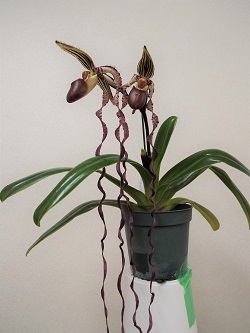 Paph.sanderianum