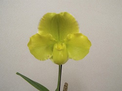 Paph.Valerie Tonkin×Ice Castle