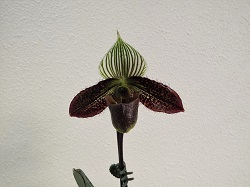 Paph.wadii 'Rin'