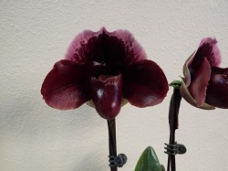 Paph.New Direction 'Blood Stone'