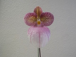 Paph.micranthum 'Peach'