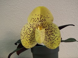 Paph.wenshanense 'Nobuko'