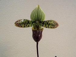 Paph.venustum 'Saga'