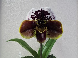 Paph.Sigature×New Generation 'Fasolt'