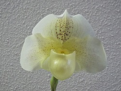 Paph.Mystic knight 'Ragsail'