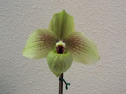 Paph.Memoria Larry Heuer 'Saga'