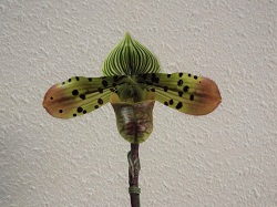 Paph.venustum 'Riki'