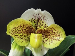 Paph.Ghost Story 'Oku's Dream'