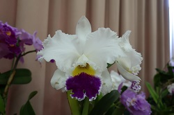 Cattleya