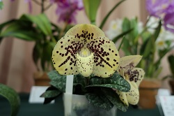 paph.wenshanense