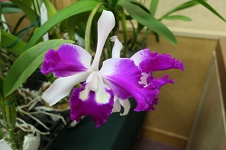 Cattleya