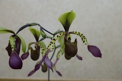 paph.haynaldianum