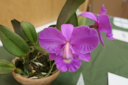 Cattleya