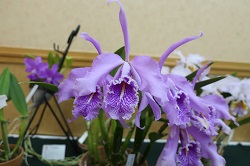 Cattleya