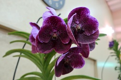 Vanda