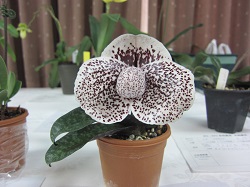 Paph.Mac