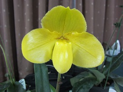 Paph.Toru's Wunder