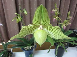 Paph.Harld Koopwitz