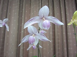 Paph.*