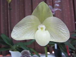 Paph.paph.Ma Belle f. album 'Pluto'