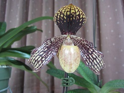 Paph.Hung Sheng Tango