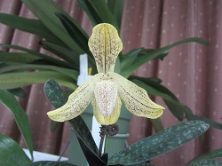 Paph.josianae