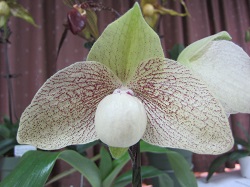 Paph.Ma Belle 'Shuu'