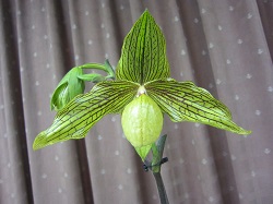 Paph.Harld Koopwitz