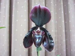 Paph.Maudiae×Reinsof Destiny