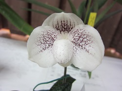 Paph.niveum×anthong