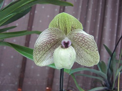 Paph.Ma Belle