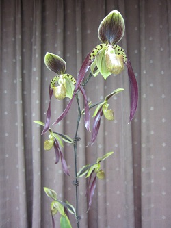 Paph.Berenice 'Catrinka'