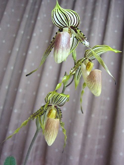 Paph.praestans